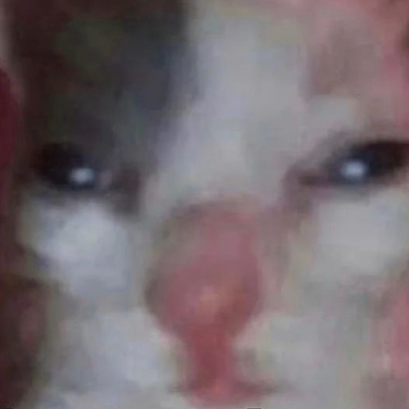 Meet your Posher, Haylie - Picture 1 of 1